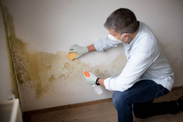 Environmental Consulting for Mold Prevention in Winlock, WA